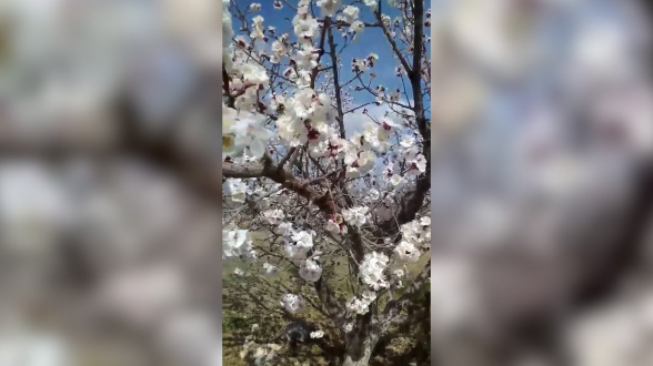 Արարատյան դաշտում ծիրանենին համատարած ծաղկել է. Գագիկ Սուրենյանը տեսանյութ է հրապարակել