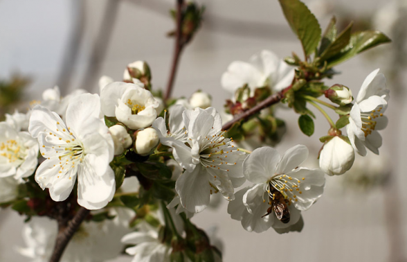 Արարատյան դաշտում սպասվում է 0․․․-1 աստիճան ցուրտ