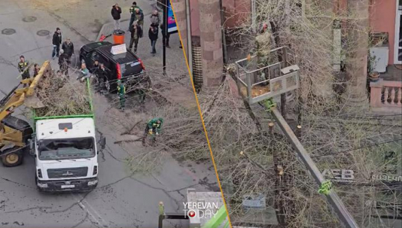 Թումանյան փողոցում ապամոնտաժվում են առողջ և կանաչած ծառերը