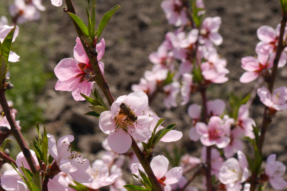 Դեղձենու մասսայական ծաղկումն Արարատյան դաշտում սպասվում է ապրիլի 1-5-ին՝ միջին ժամկետներից 20-25 օր շուտ