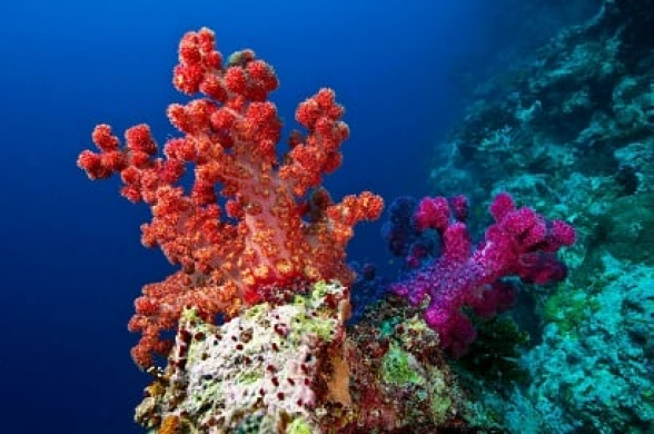 Գիտնականները մարջանների համար «Նոյյան տապան» են կառուցել