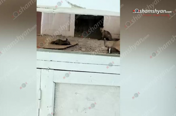 Տաշիրի մանկապարտեզում հայտնաբերվել է աղվես՝ իր մի քանի ձագուկներով. 10 աշխատակից ու 51 երեխա տարհանվել է (տեսանյութ)