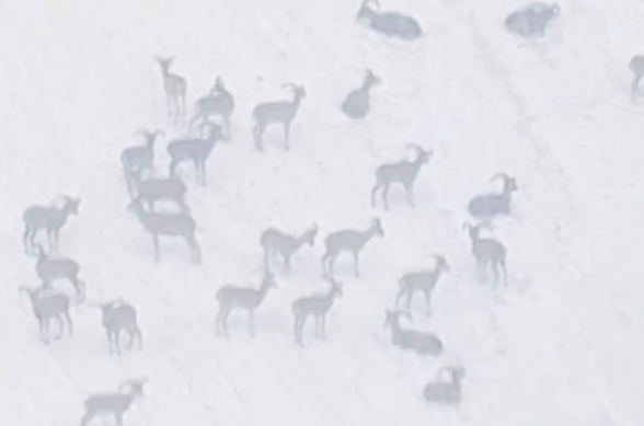 «Զանգեզուր» արգելավայրի տարածքում նկատվել են հայկական մուֆլոններ