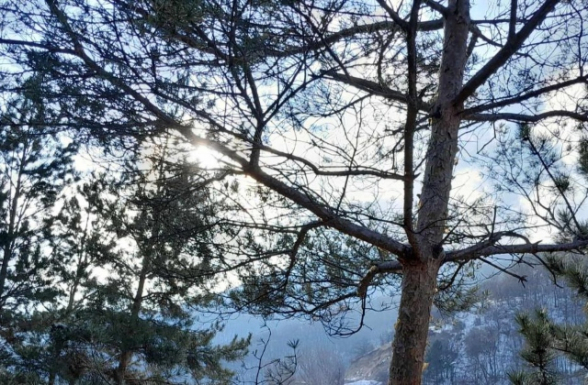 Քամին վնաս է պատճառել Երևանում և մարզերի մի շարք բնակավայրերում