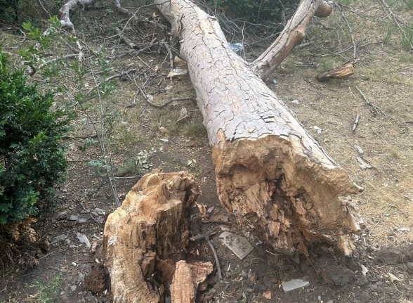 Կոնսերվատորիայի այգին՝ անմխիթար վիճակում (լուսանկար)