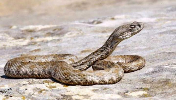 Սպիտակում օձի խայթոցով 2 երեխա է հիվանդանոց տեղափոխվել