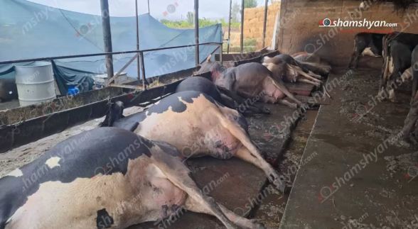 Կայծակի հшրվшծից Արտաշատ խոշորացված համայնքի Այգեզարդ բնակավայրում 8 կով է սшտկել