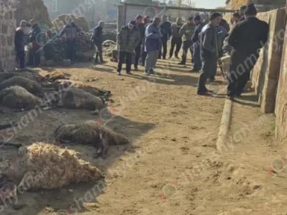 Գայլերը 28 գլուխ ոչխար են հոշոտել Արգինա գյուղում