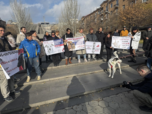 Կենդանասերները բողոքի ակցիա-երթ են իրականացնում (տեսանյութ)