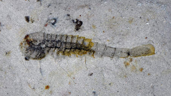 В Китае обнаружили около 100 видов вымерших 500 млн лет назад животных