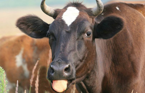 ՔՊ-ական իշխանության տարիներին խոշոր եղջերավոր անասունների գլխաքանակը կրճատվել է 100 հազարով