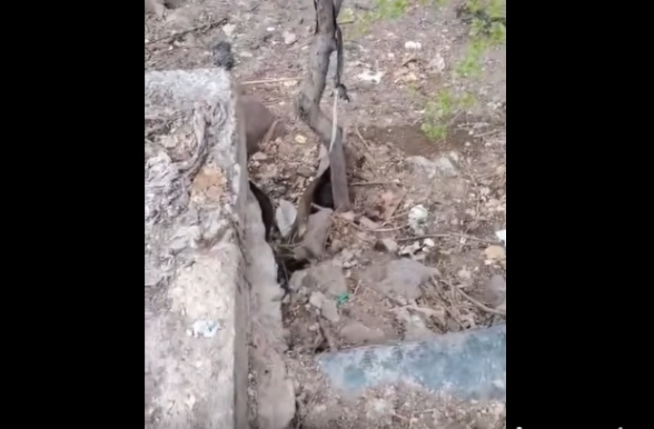 Առնետները՝ որպես սկյուռներ, լցվել են երևանյան փողոցներ (տեսանյութ)