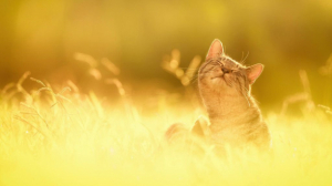 headerImg