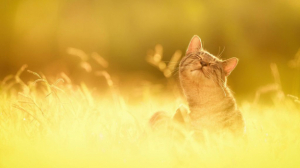 headerImg